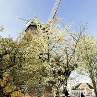 2520_3230 Bluehender Obstbaum im Alten Land - Flügel einer Windmühle. | Fruehlingsfotos aus der Hansestadt Hamburg; Vol. 2